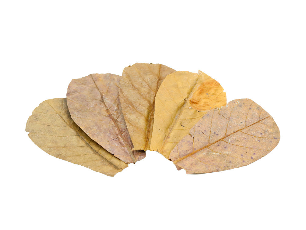 Catappa AKA Indian Almond Leaves