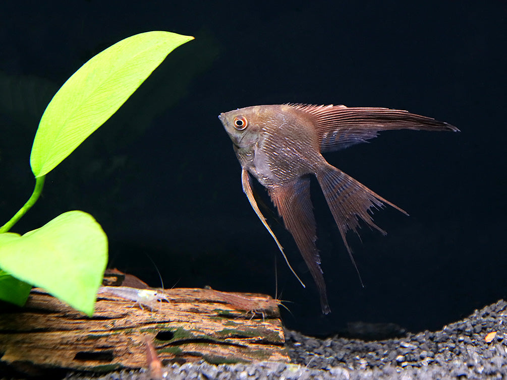 Smokey Chocolate Veil Angelfish (Pterophyllum scalare) – Tank Bred