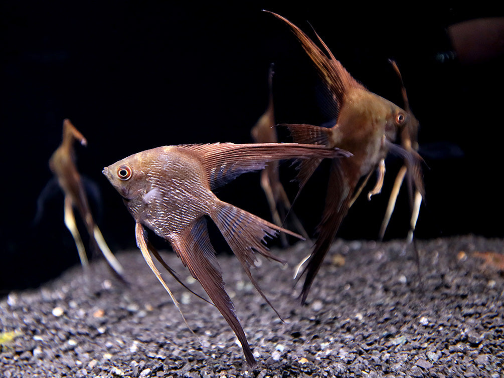 Smokey Chocolate Veil Angelfish (Pterophyllum scalare) – Tank Bred