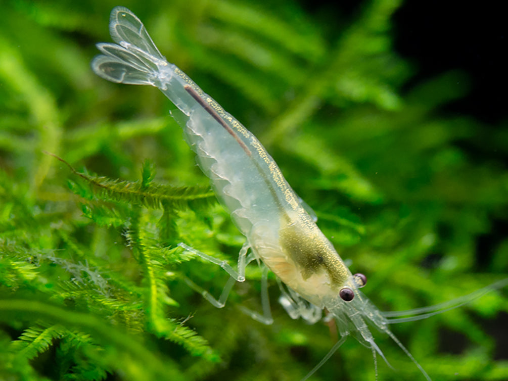 Snow Amano Shrimp (Caridina multidentata " Snow") - Tank Bred