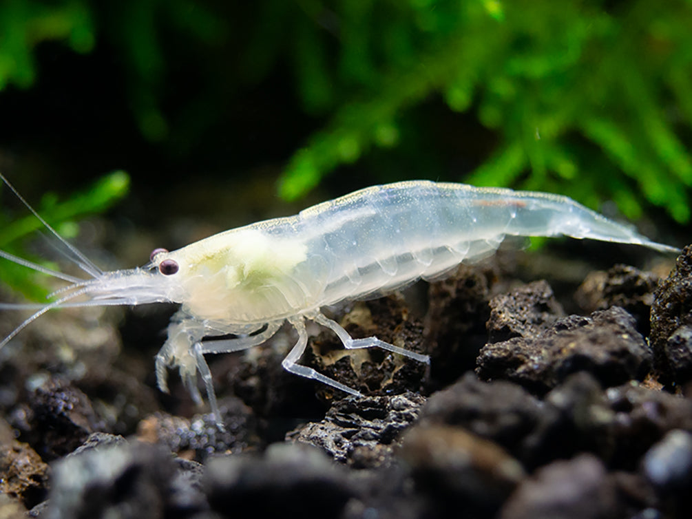 Colorful Amano Shrimp Combo Pack – Lemon Yellow, Sun Orange & Snow Variants (Tank-Bred)