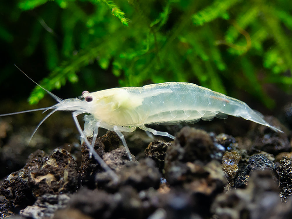 Snow Amano Shrimp (Caridina multidentata " Snow") - Tank Bred