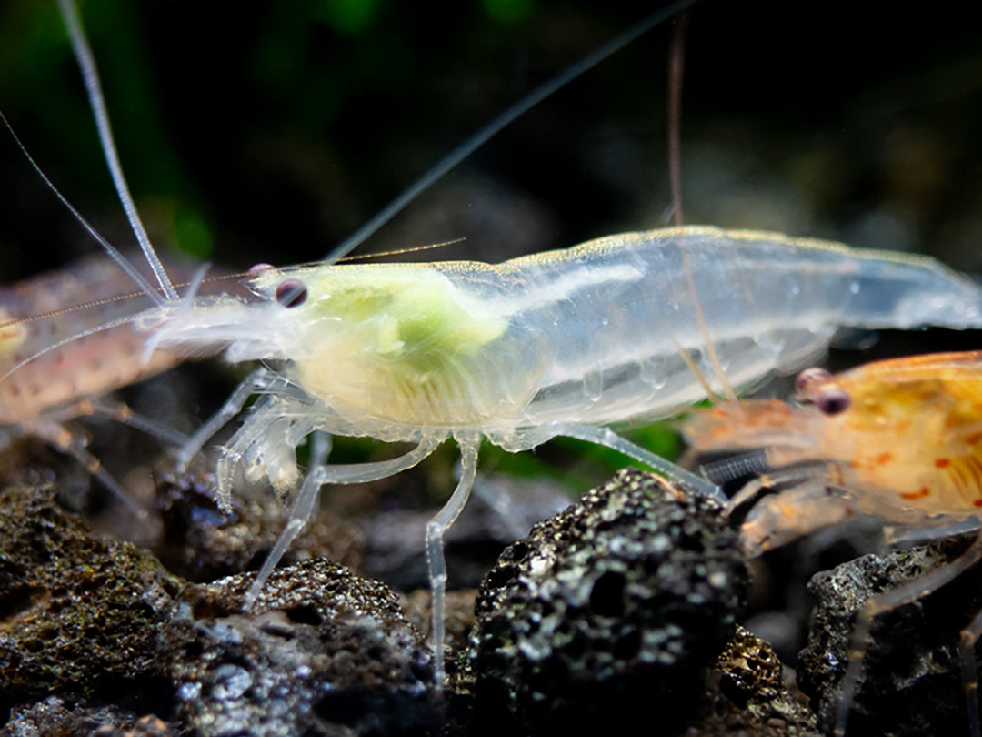 Creamsicle Amano Shrimp Combo Pack (Caridina multidentata Sun Orange / Snow)