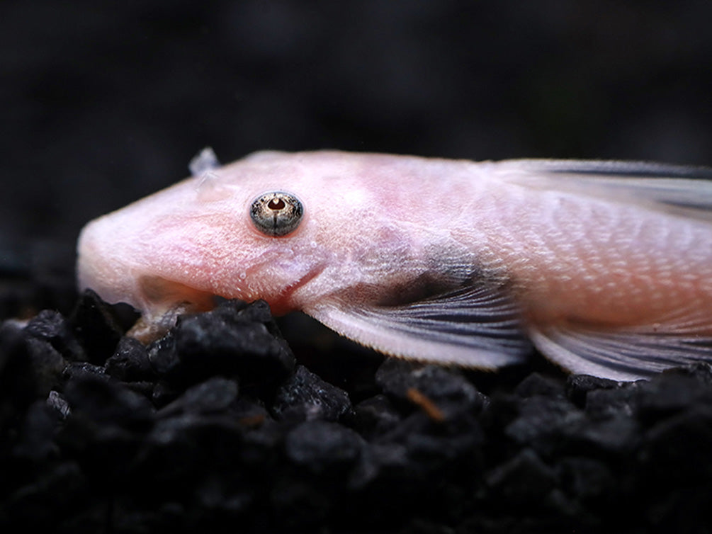 Snow White Bristlenose Pleco L144 (Ancistrus sp.) - Tank Bred