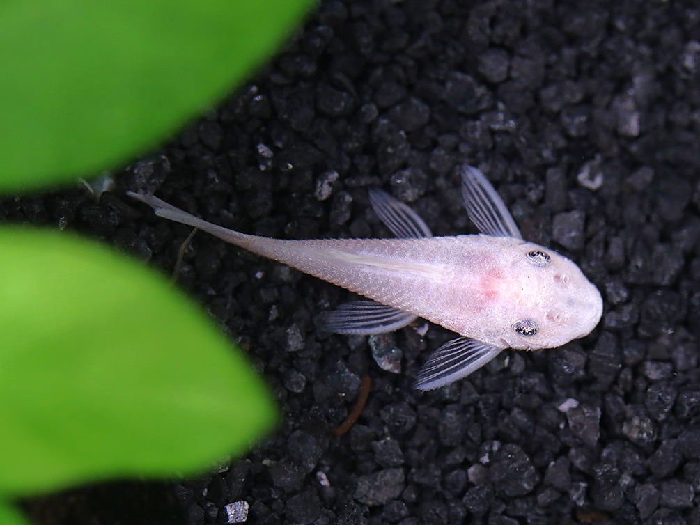 Snow White Bristlenose Pleco L144 (Ancistrus sp.) - Tank Bred