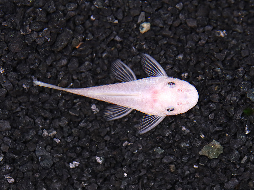 Snow White Bristlenose Pleco L144 (Ancistrus sp.) - Tank Bred