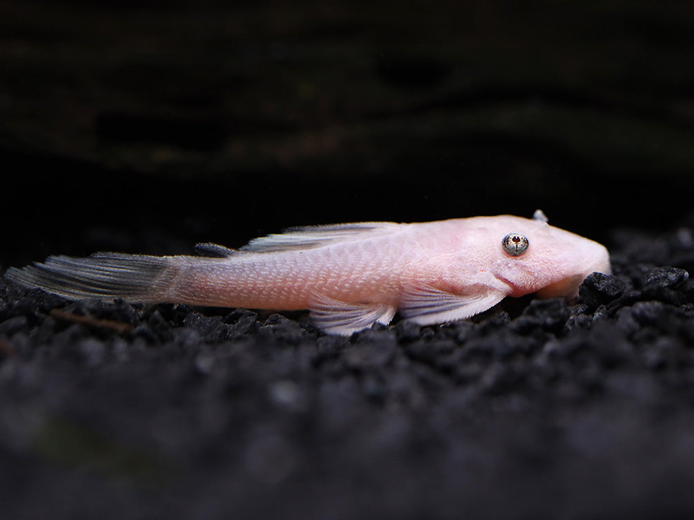 Snow White Bristlenose Pleco L144 (Ancistrus sp.) - Tank Bred