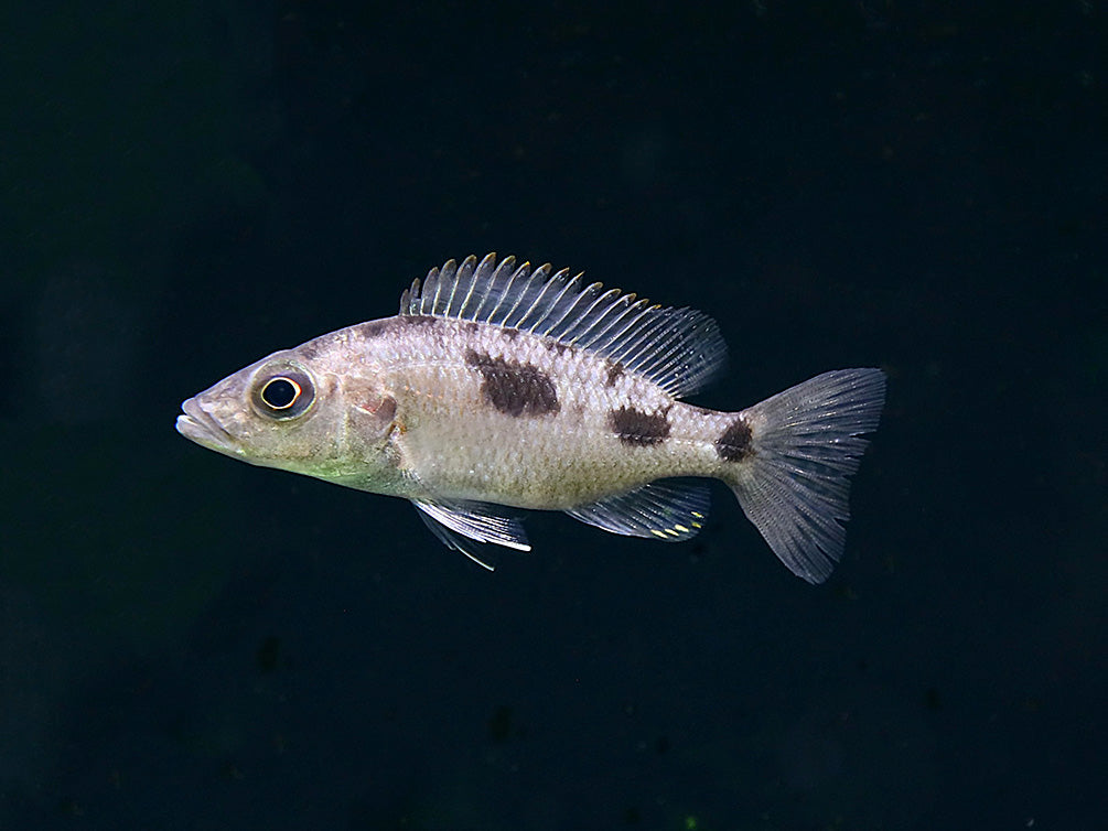Stigmatochromis melanchros Cichlid – Locally Bred