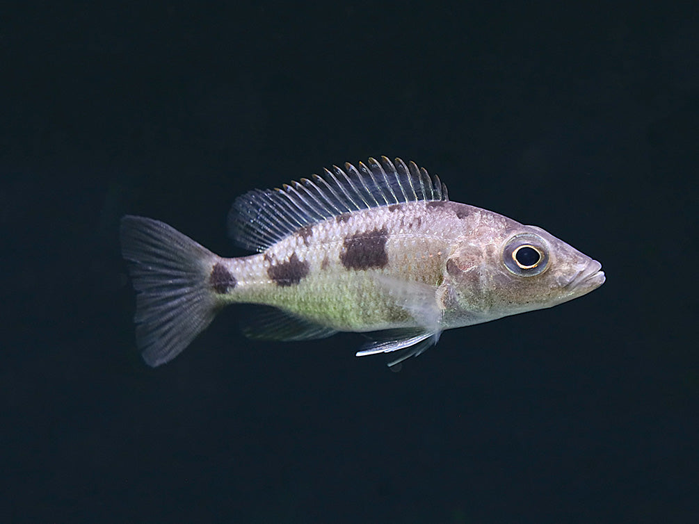 Stigmatochromis melanchros Cichlid – Locally Bred