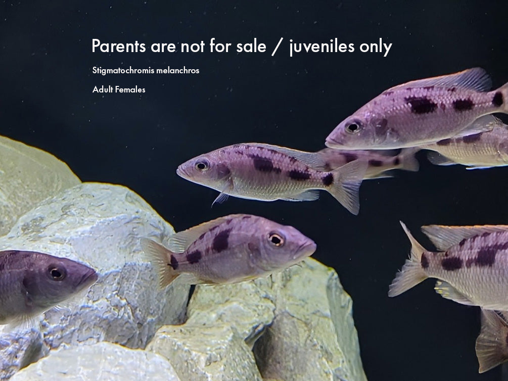 Stigmatochromis melanchros Cichlid – Locally Bred