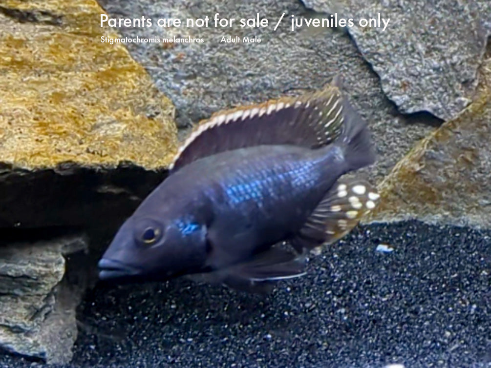 Stigmatochromis melanchros Cichlid – Locally Bred