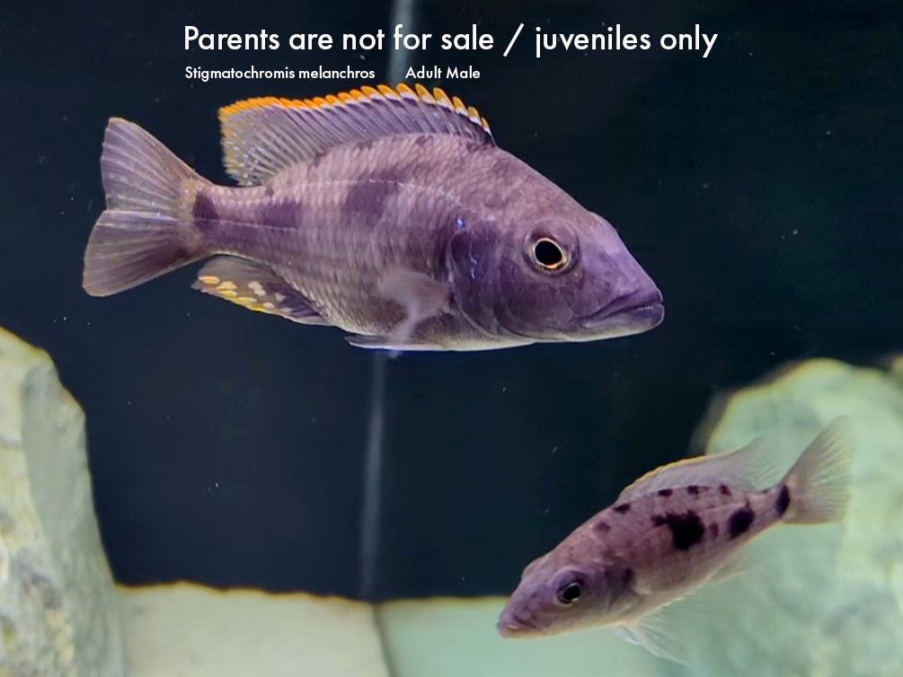 Stigmatochromis melanchros Cichlid – Locally Bred