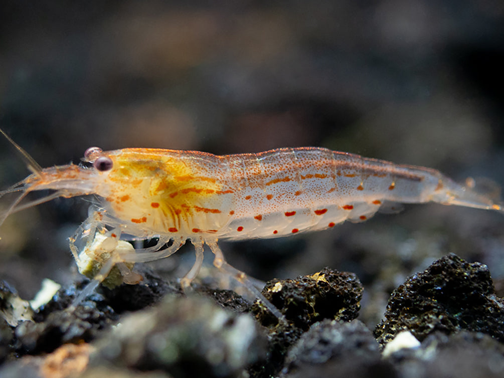 Sun Orange Amano Shrimp (Caridina multidentata " Orange") Tank Bred