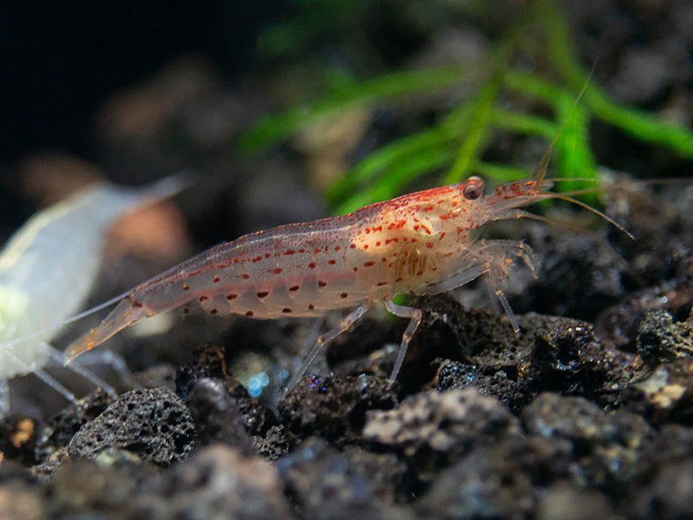 Sun Orange Amano Shrimp (Caridina multidentata " Orange") Tank Bred