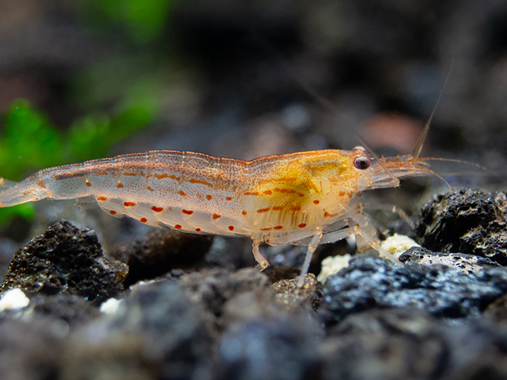 Sun Orange Amano Shrimp (Caridina multidentata " Orange") Tank Bred