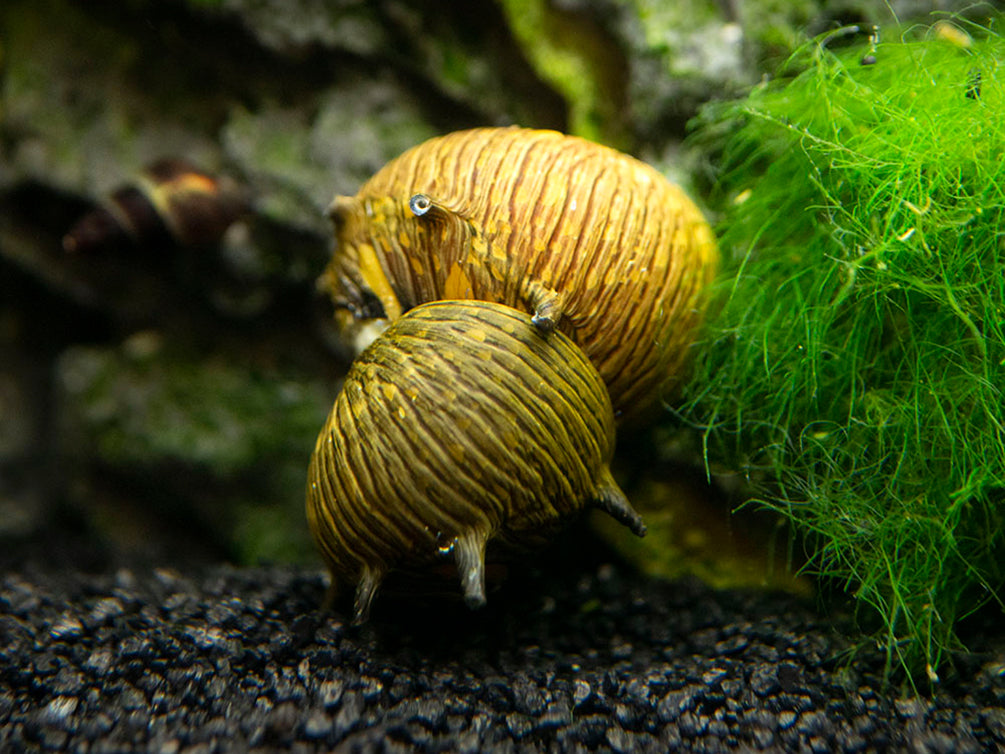 Sun Thorn Nerite Snails (Clithon donovani)