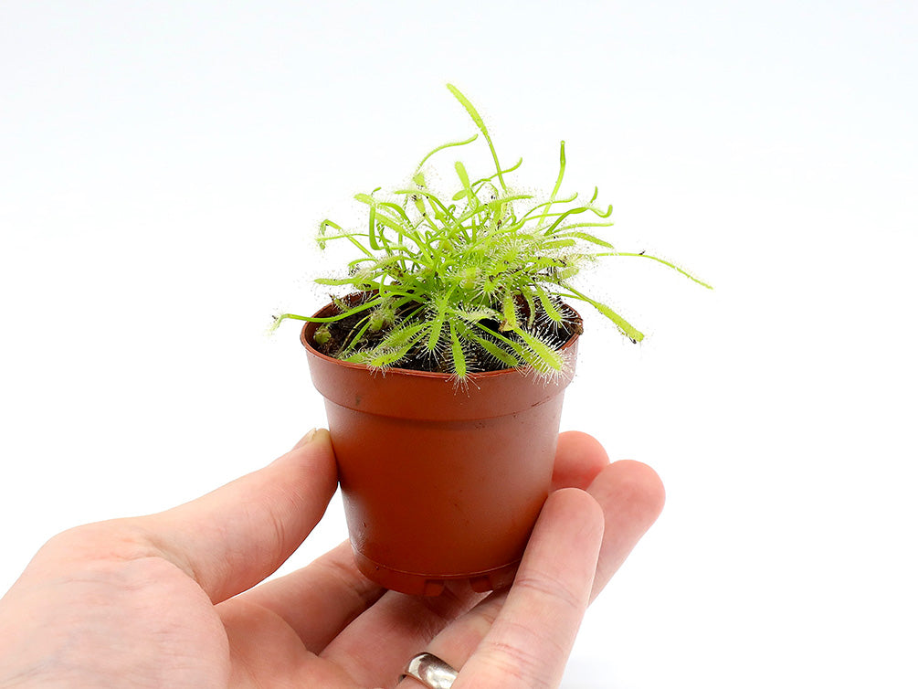 Sundew (Drosera sp.) - Carnivorous Plant