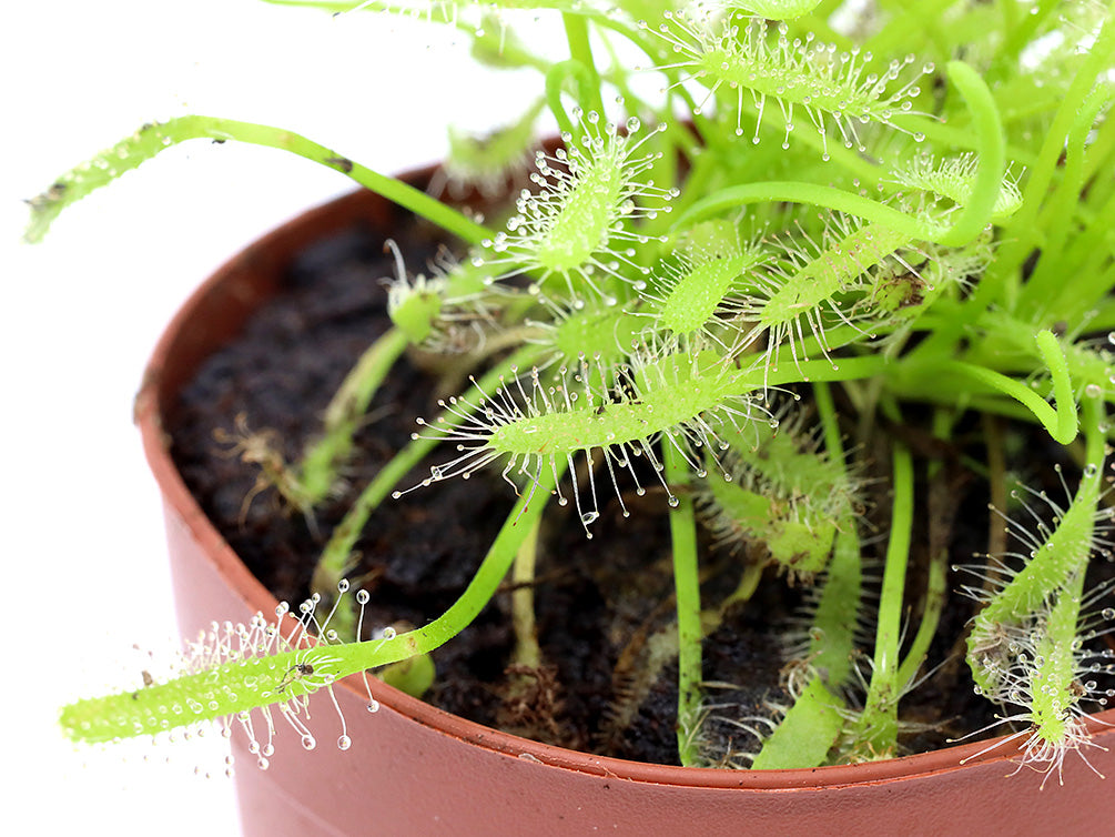 Sundew (Drosera sp.) - Carnivorous Plant