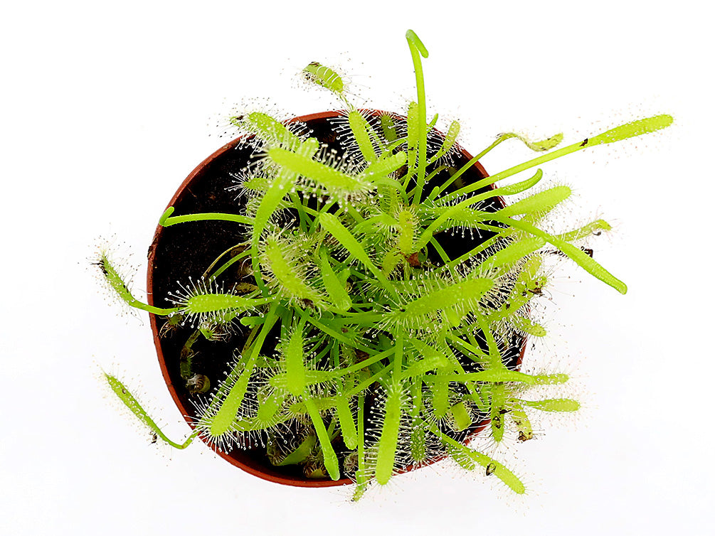 Sundew (Drosera sp.) - Carnivorous Plant