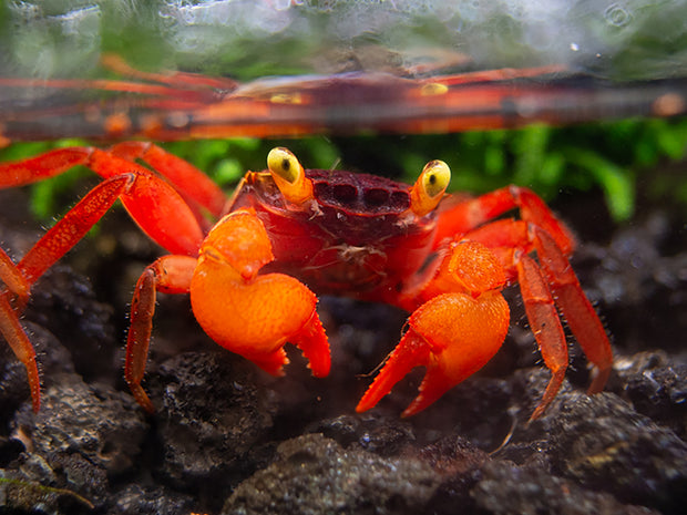Sunset Mandarin Vampire Crab (Geosesarma sp.)