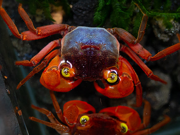 Sunset Mandarin Vampire Crab (Geosesarma sp.)