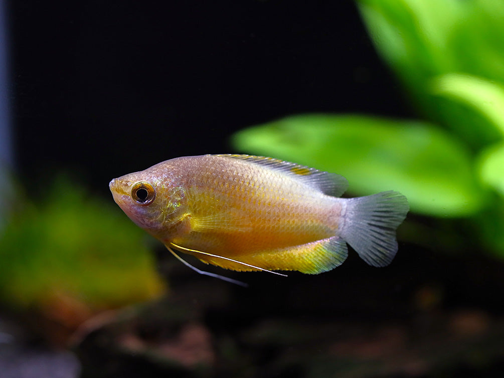 Sunset Thicklip Gourami (Trichogaster labiosa) - Tank Bred