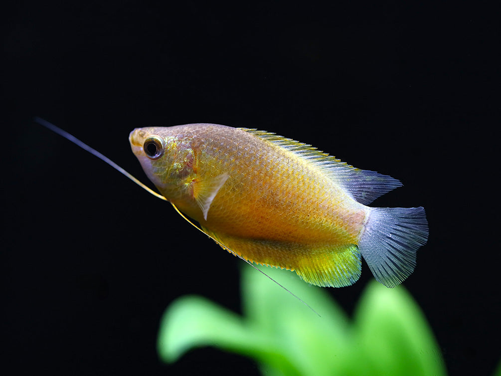 Sunset Thicklip Gourami (Trichogaster labiosa) - Tank Bred