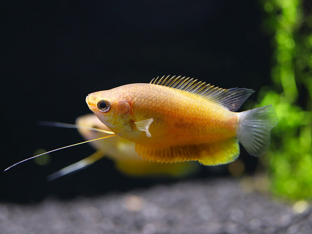 Sunset Thicklip Gourami (Trichogaster labiosa) - Tank Bred