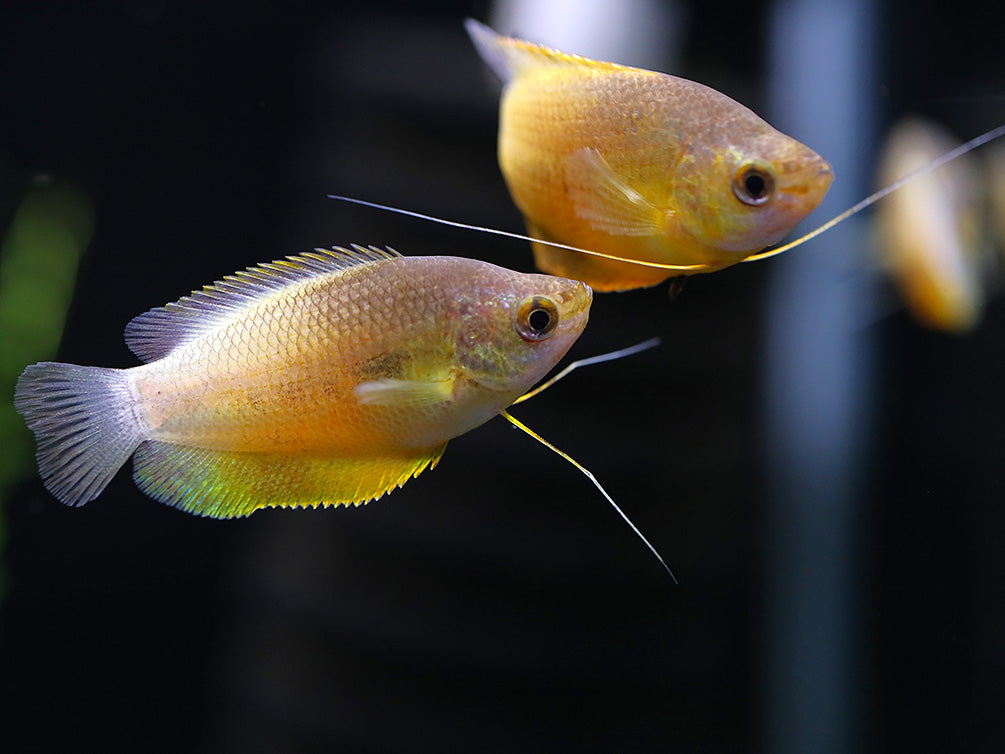 Sunset Thicklip Gourami (Trichogaster labiosa) - Tank Bred