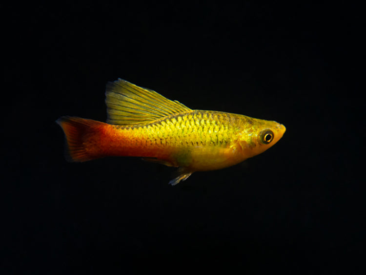Assorted Variatus Sunset Variatus Platy (Xiphophorus maculatus) - Aquatic Arts