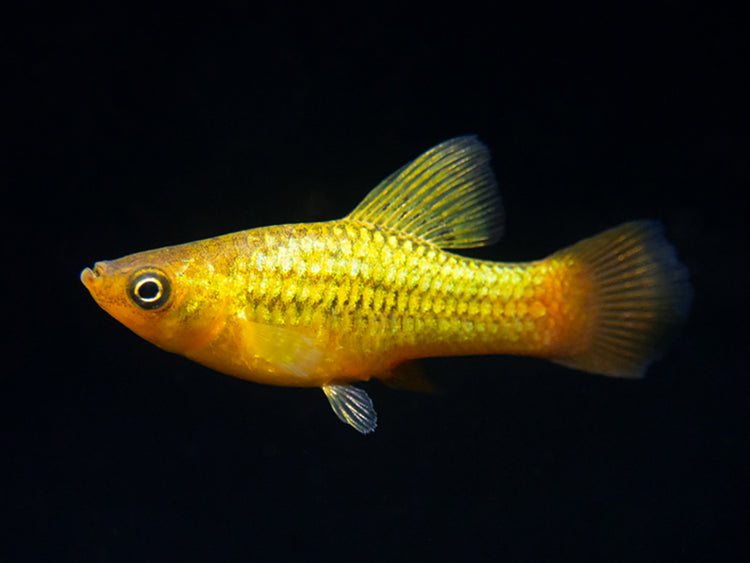 Sunset Variatus Platy fish for sale