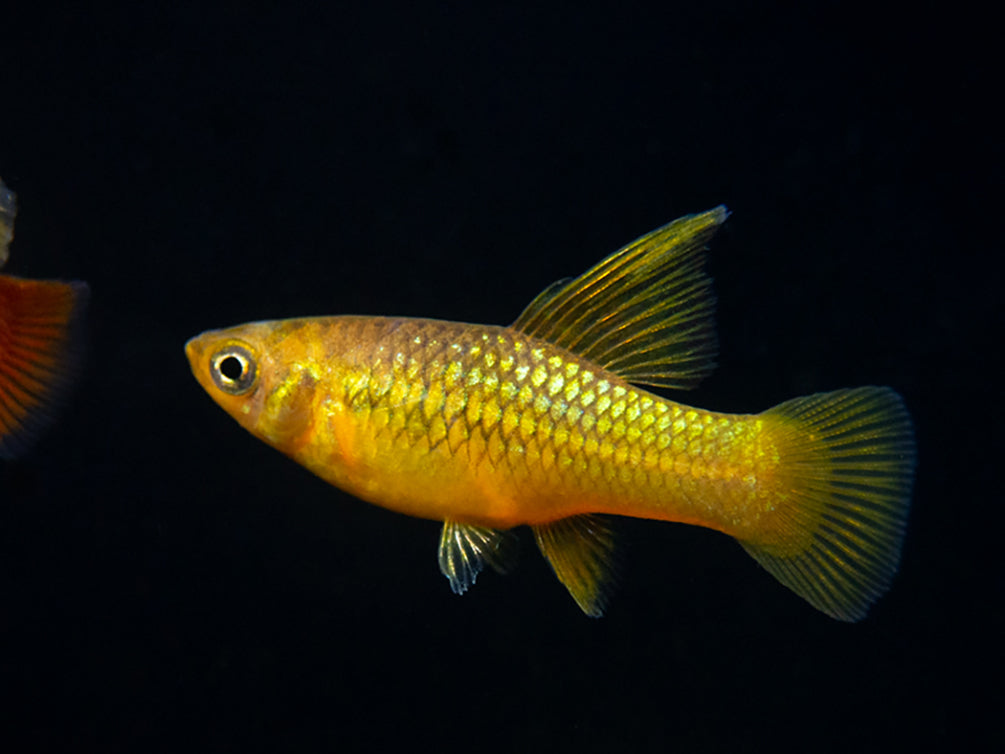 Red Body Variatus Sunset Variatus Platy (Xiphophorus maculatus) - Aquatic Arts