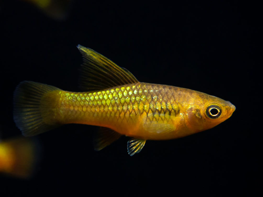 Assorted Variatus Sunset Variatus Platy (Xiphophorus maculatus) - Aquatic Arts