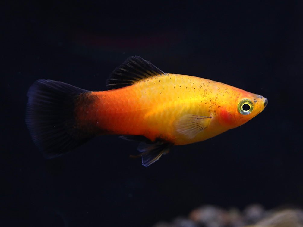 Sunset Fire Red Wag Platy (Xiphophorus maculatus) - Tank Bred