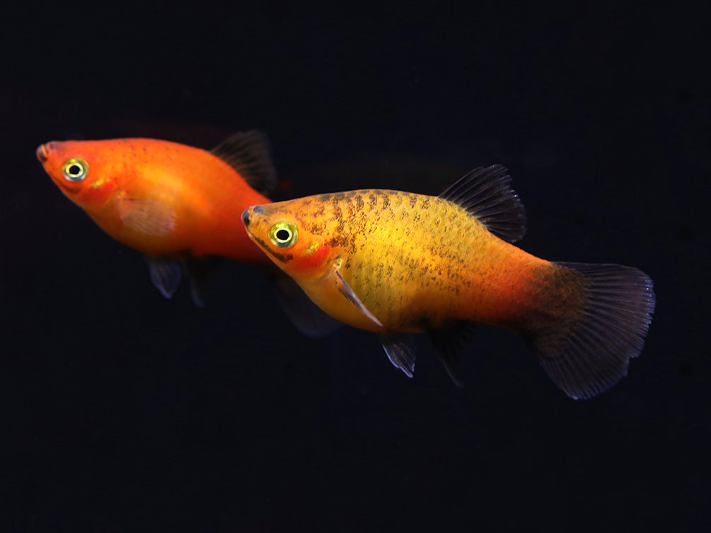 Sunset Fire Red Wag Platy (Xiphophorus maculatus) - Tank Bred