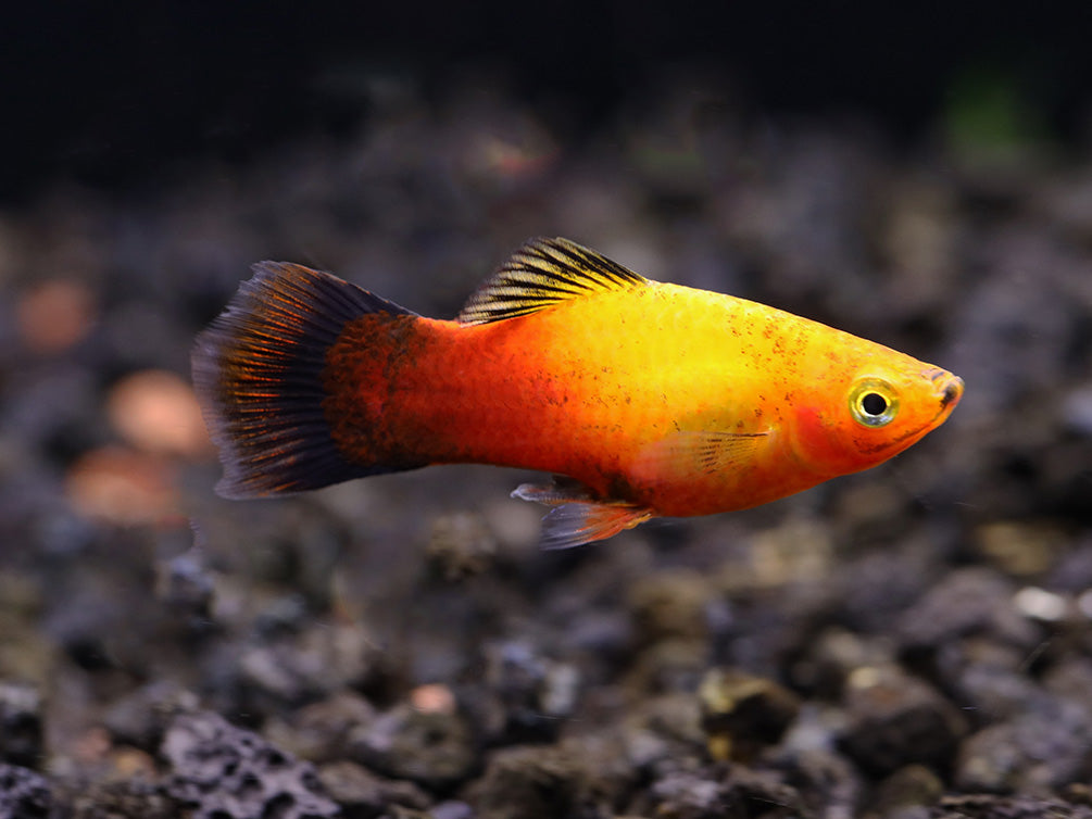 Sunset Fire Red Wag Platy (Xiphophorus maculatus) - Tank Bred