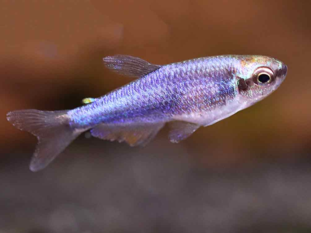 自家製絵の具Blue Emperor Tetra  ハーフパン Super Blue Emperor Tetra (Inpaichthys kerri) for Sale | Aquatic Arts