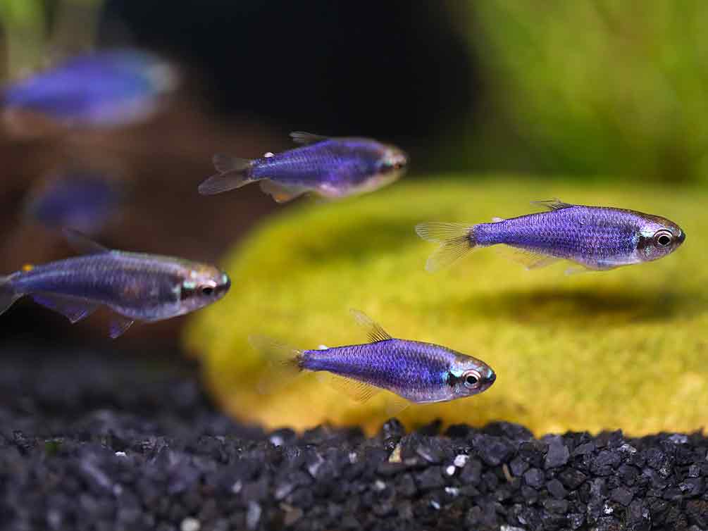 Super Blue Emperor Tetra (Inpaichthys kerri) – Tank-Bred