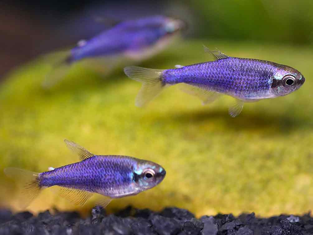 Super Blue Emperor Tetra (Inpaichthys kerri) – Tank-Bred