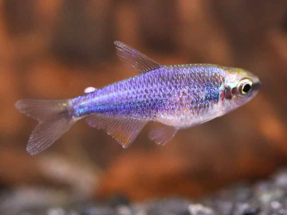 Super Blue Emperor Tetra (Inpaichthys kerri) – Tank-Bred