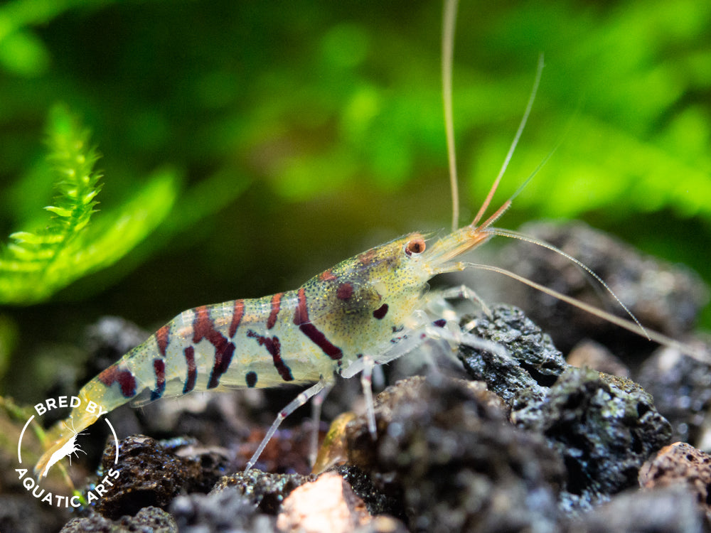 Super Tiger Shrimp (Caridina cf. cantonensis), BREDBY: Aquatic Arts