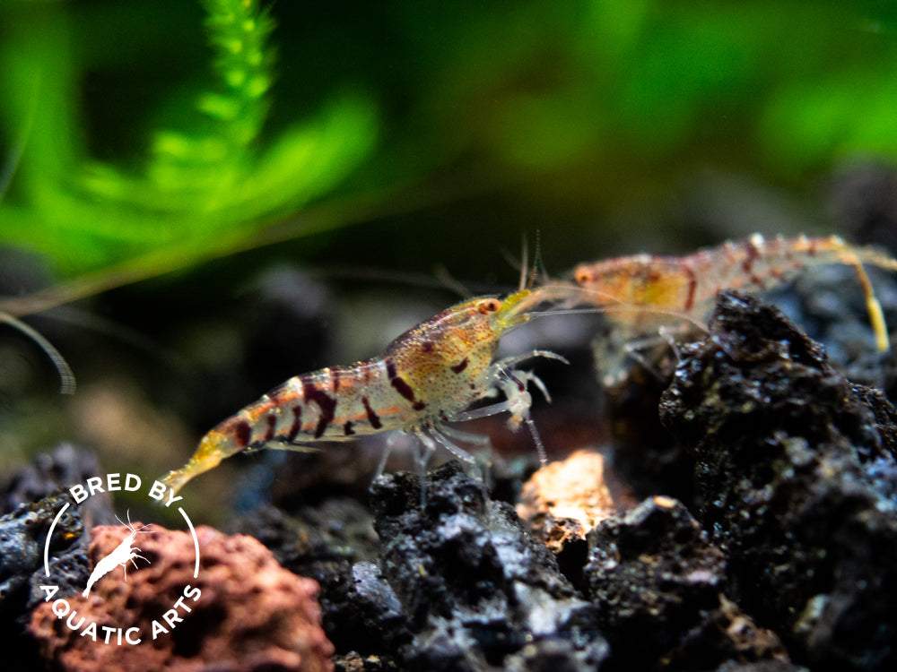 Super Tiger Shrimp (Caridina cf. cantonensis), BREDBY: Aquatic Arts on ...