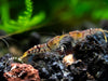 Super Tiger Shrimp (Caridina cf. cantonensis), BREDBY: Aquatic Arts
