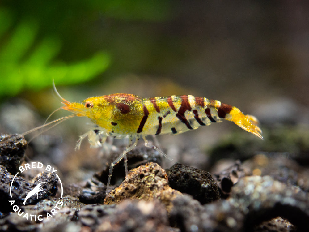 Super Tiger Shrimp (Caridina cf. cantonensis), BREDBY: Aquatic Arts