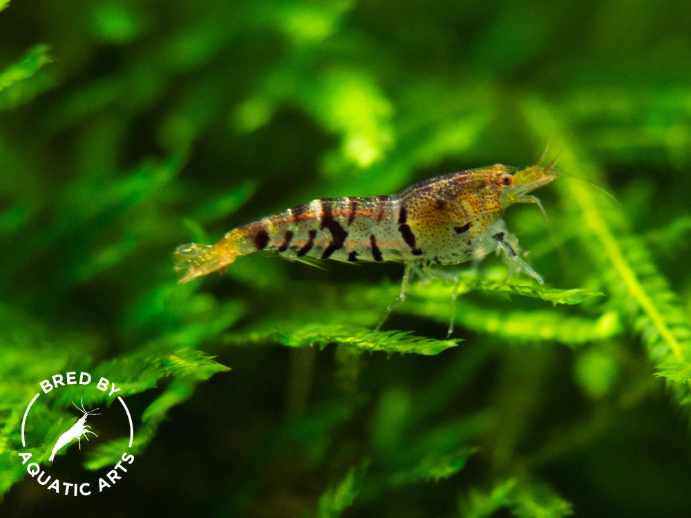 Super Tiger Shrimp (Caridina cf. cantonensis), BREDBY: Aquatic Arts