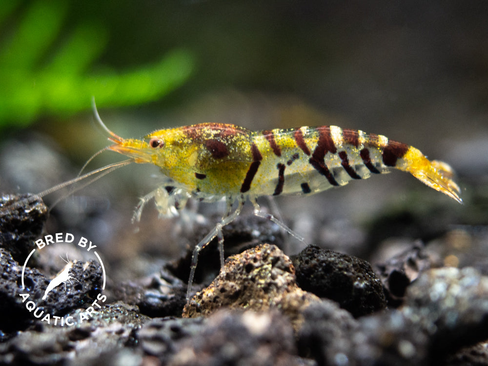 Bred By Aquatic Arts Caridina Combo Box (Caridina spp.)