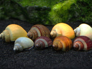 SUPER DELUXE Multi-Color Mystery Snail Combo Pack (Pomacea bridgesii) - Tank-Bred!