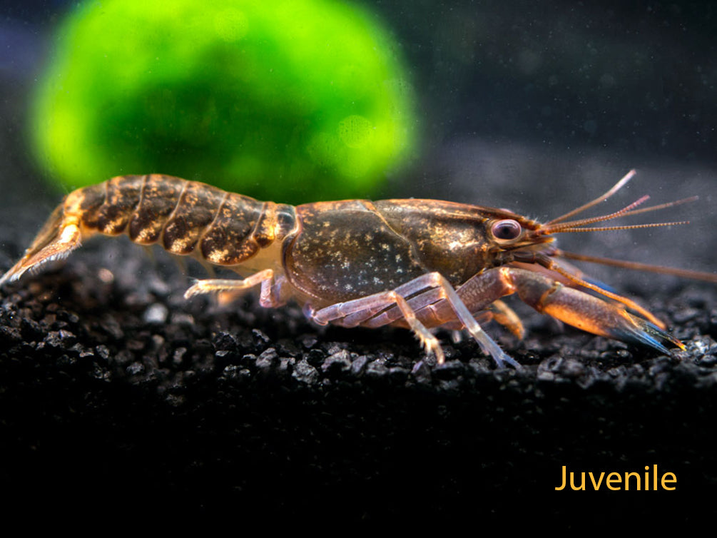 Supernova AKA Blue Moon Crayfish (Cherax boesemani)