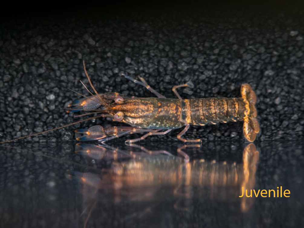 Supernova AKA Blue Moon Crayfish (Cherax boesemani)