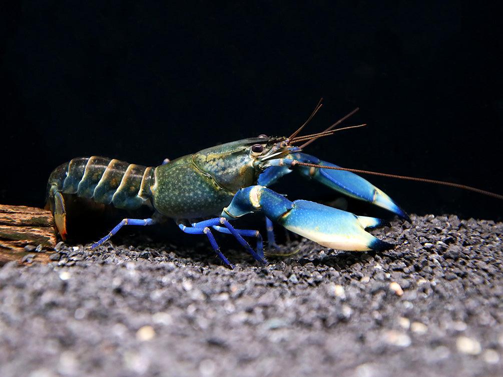 Supernova AKA Blue Moon Crayfish (Cherax boesemani)